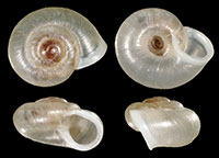 V. excentrica shells